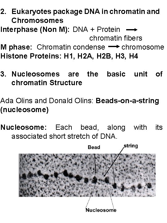 2. Eukaryotes package DNA in chromatin and Chromosomes Interphase (Non M): DNA + Protein