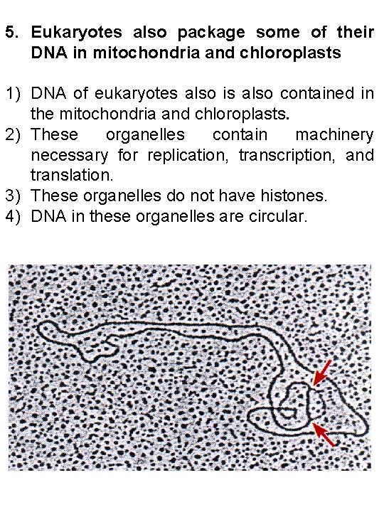 5. Eukaryotes also package some of their DNA in mitochondria and chloroplasts 1) DNA