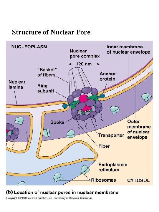 Structure of Nuclear Pore 