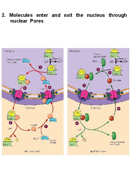 2. Molecules enter and exit the nucleus through nuclear Pores 