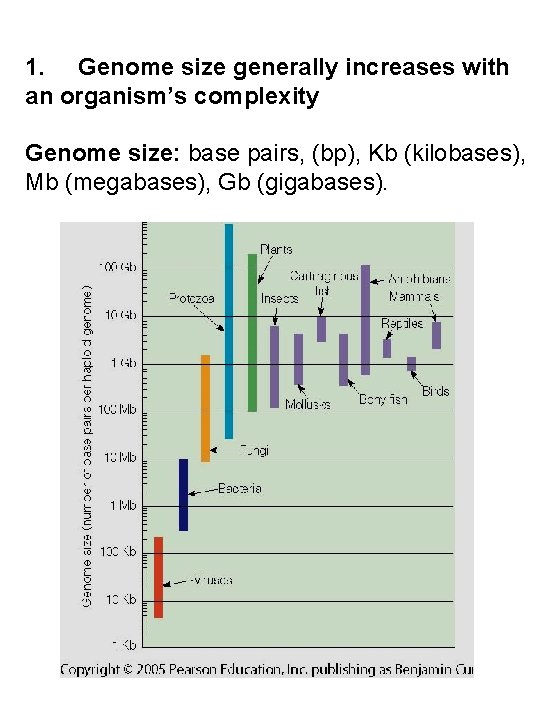 1. Genome size generally increases with an organism’s complexity Genome size: base pairs, (bp),