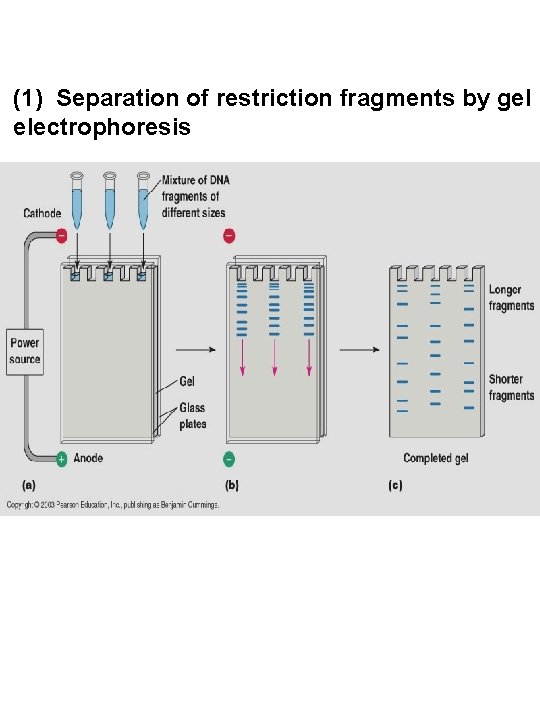 (1) Separation of restriction fragments by gel electrophoresis 