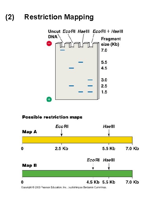 (2) Restriction Mapping 