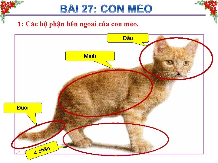 1: Các bộ phận bên ngoài của con mèo. Đầu Mình Đuôi ân h