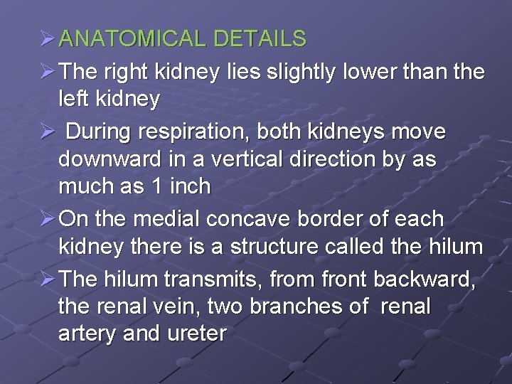 Ø ANATOMICAL DETAILS Ø The right kidney lies slightly lower than the left kidney