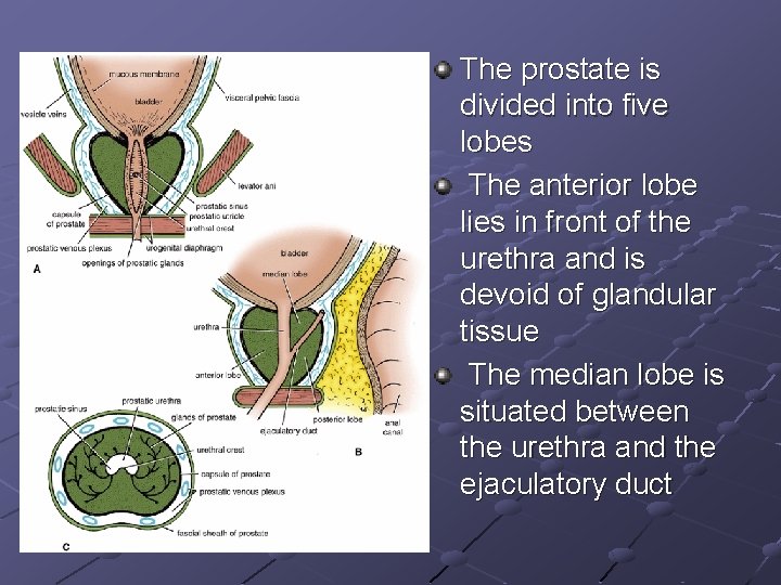 The prostate is divided into five lobes The anterior lobe lies in front of