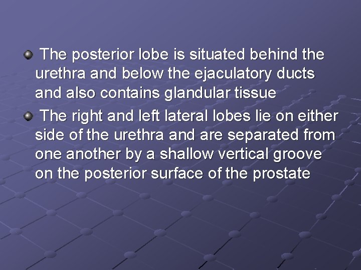  The posterior lobe is situated behind the urethra and below the ejaculatory ducts