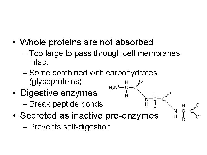  • Whole proteins are not absorbed – Too large to pass through cell