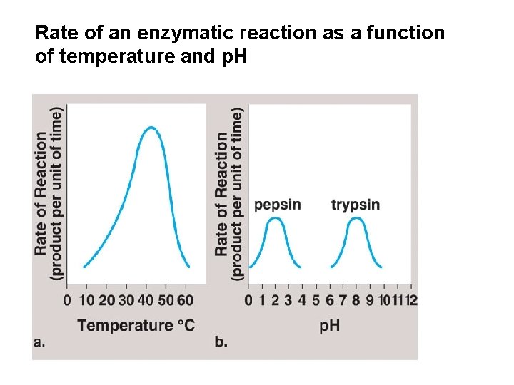 Rate of an enzymatic reaction as a function of temperature and p. H 