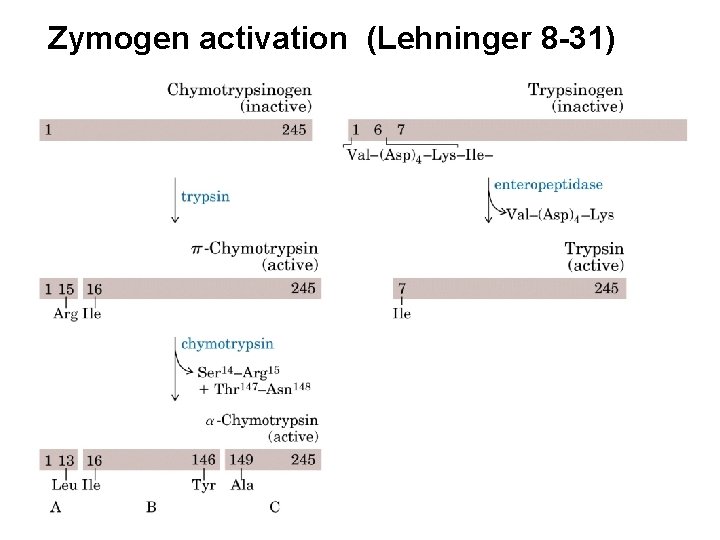 Zymogen activation (Lehninger 8 -31) 