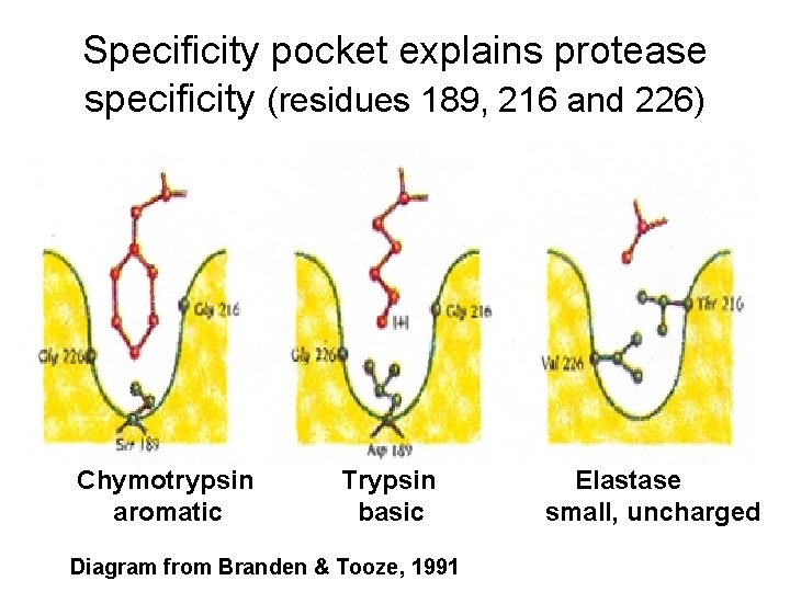 Specificity pocket explains protease specificity (residues 189, 216 and 226) Chymotrypsin aromatic Trypsin basic