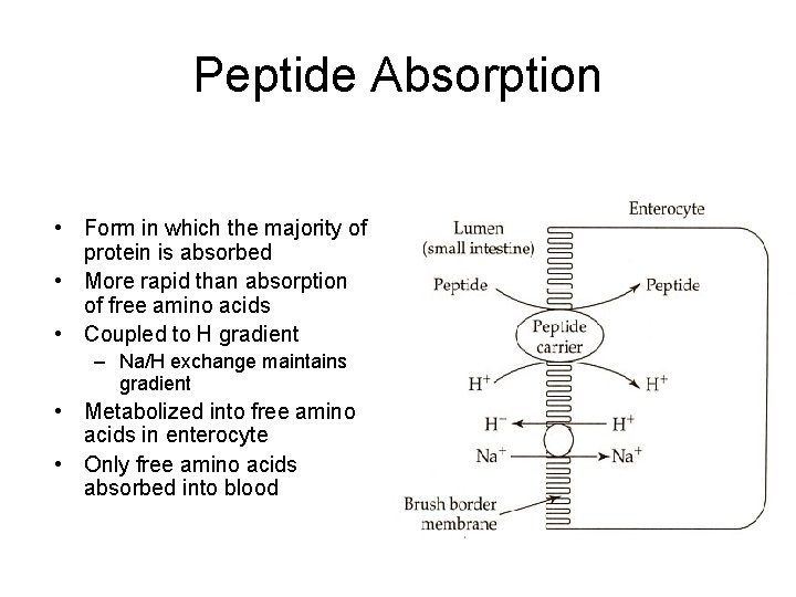 Peptide Absorption • Form in which the majority of protein is absorbed • More