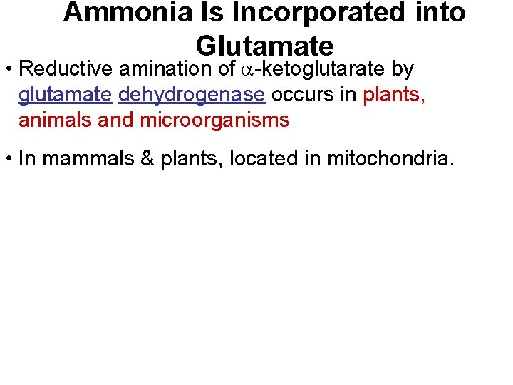 Ammonia Is Incorporated into Glutamate • Reductive amination of a-ketoglutarate by glutamate dehydrogenase occurs