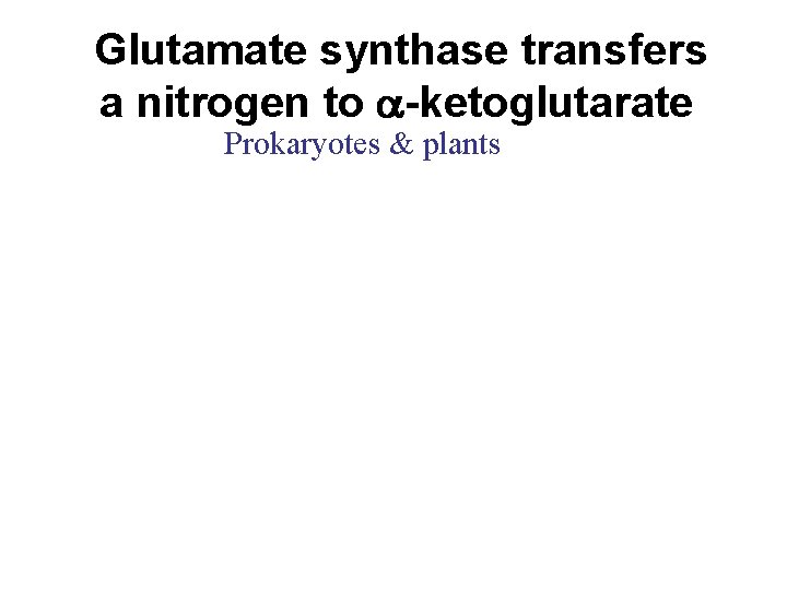  Glutamate synthase transfers a nitrogen to a-ketoglutarate Prokaryotes & plants 