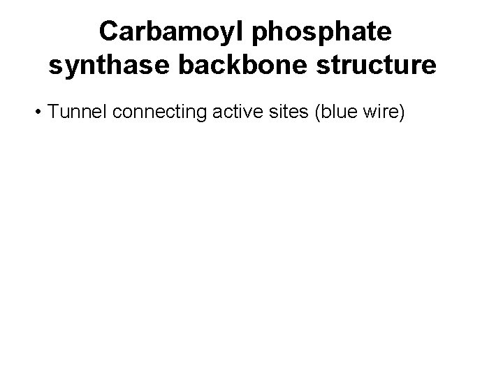  Carbamoyl phosphate synthase backbone structure • Tunnel connecting active sites (blue wire) 