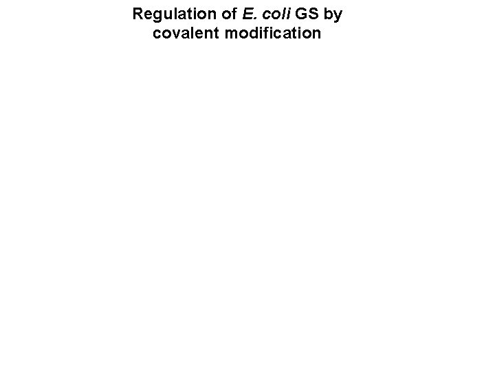Regulation of E. coli GS by covalent modification 