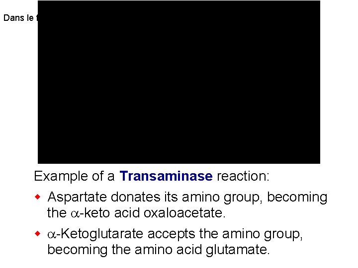 Dans le foie Example of a Transaminase reaction: w Aspartate donates its amino group,