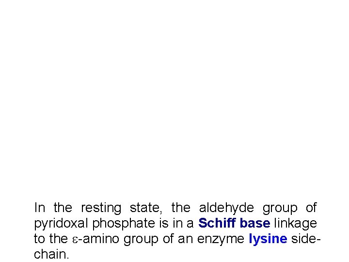 In the resting state, the aldehyde group of pyridoxal phosphate is in a Schiff