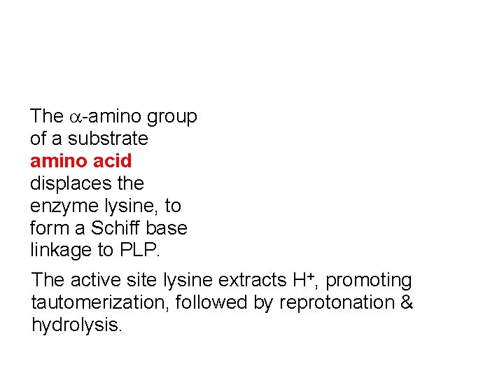 The a-amino group of a substrate amino acid displaces the enzyme lysine, to form