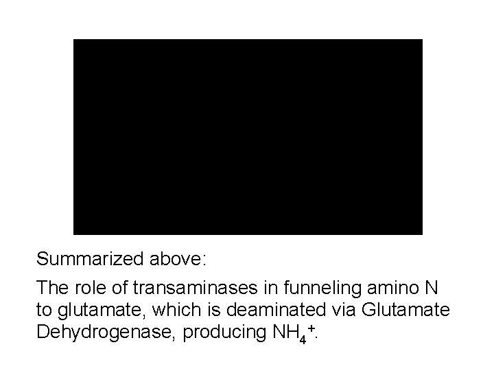 Summarized above: The role of transaminases in funneling amino N to glutamate, which is