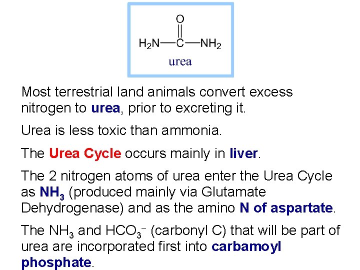 Most terrestrial land animals convert excess nitrogen to urea, prior to excreting it. Urea