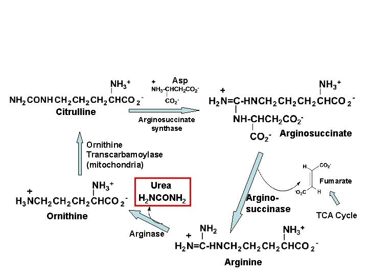 Asp Citrulline Arginosuccinate synthase Arginosuccinate Ornithine Transcarbamoylase (mitochondria) Urea H 2 NCONH 2 Ornithine