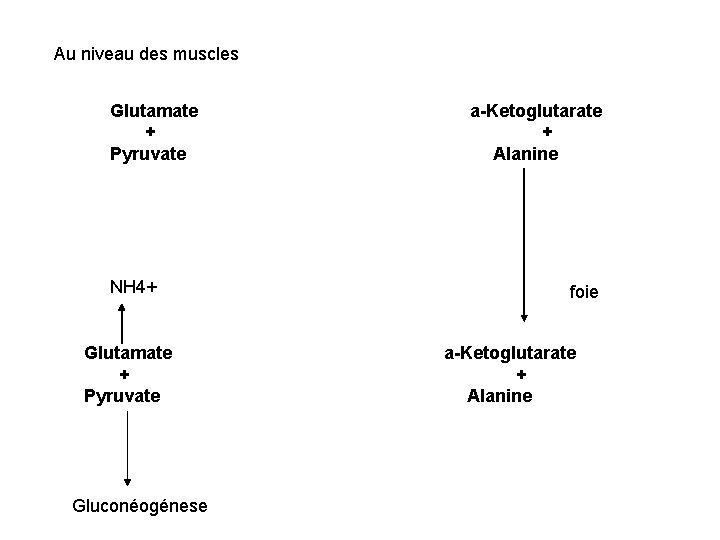 Au niveau des muscles Glutamate + Pyruvate NH 4+ Glutamate + Pyruvate Gluconéogénese a-Ketoglutarate