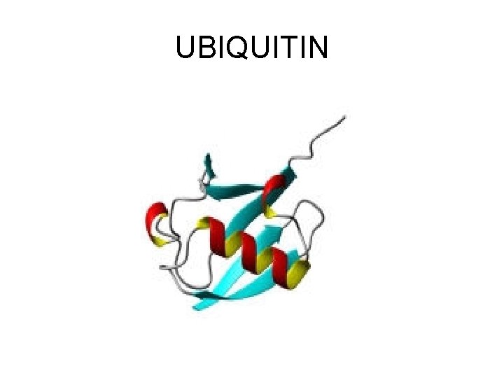 UBIQUITIN 