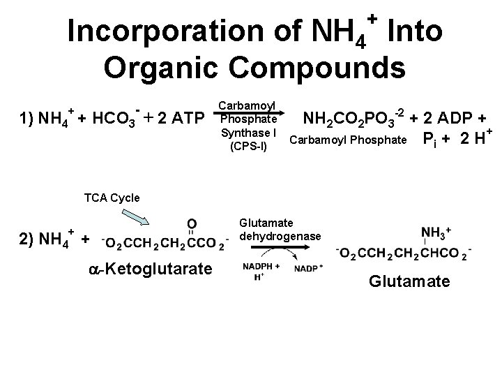 + Incorporation of NH 4 Into Organic Compounds - + 1) NH 4 +