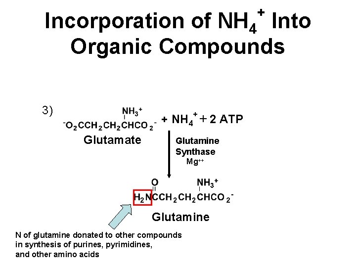 + Incorporation of NH 4 Into Organic Compounds 3) + NH 4+ + 2