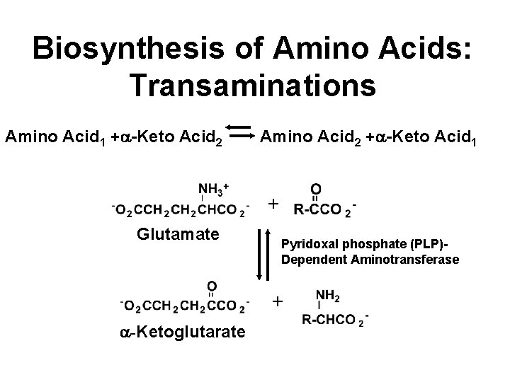 Biosynthesis of Amino Acids: Transaminations Amino Acid 1 +a-Keto Acid 2 Amino Acid 2