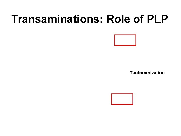 Transaminations: Role of PLP Tautomerization 