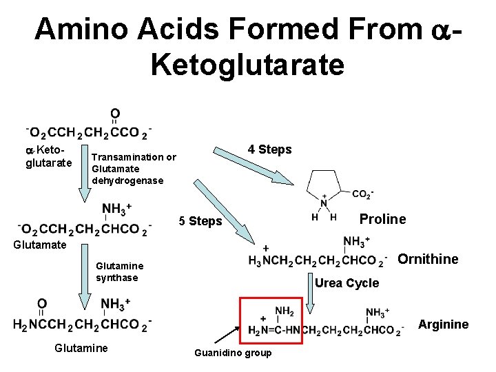 Amino Acids Formed From a. Ketoglutarate a-Ketoglutarate 4 Steps Transamination or Glutamate dehydrogenase 5