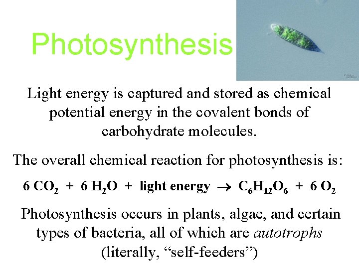Photosynthesis Light energy is captured and stored as chemical potential energy in the covalent