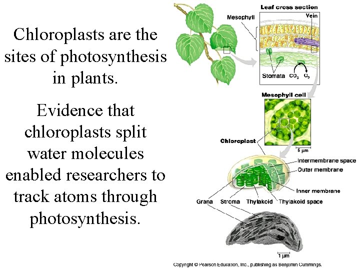 Chloroplasts are the sites of photosynthesis in plants. Evidence that chloroplasts split water molecules