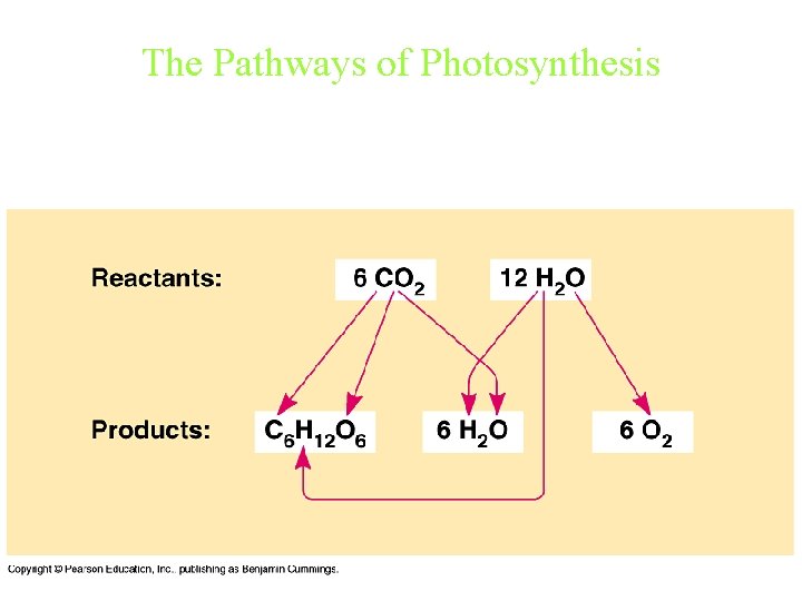 The Pathways of Photosynthesis 