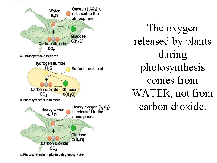 The oxygen released by plants during photosynthesis comes from WATER, not from carbon dioxide.