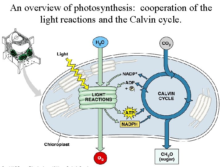 An overview of photosynthesis: cooperation of the light reactions and the Calvin cycle. 