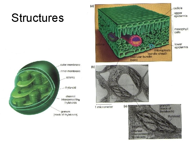 Structures 