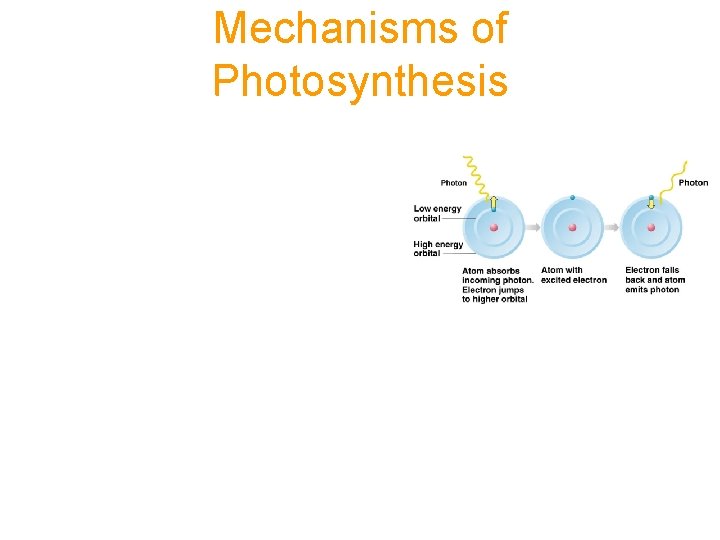 Mechanisms of Photosynthesis Substances needed: Photons … sunlight CO 2 … atmosphere H 2