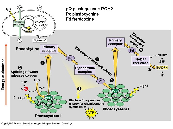 p. Q plastoquinone PQH 2 Pc plastocyanine Fd ferrédoxine Phéophytine 2 