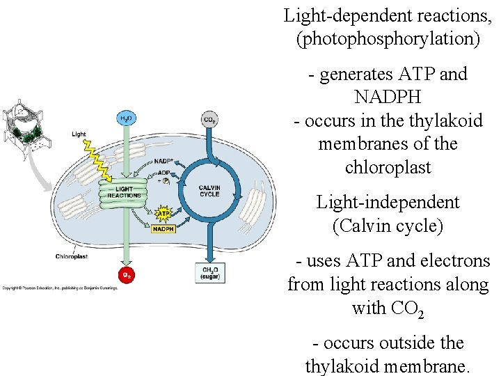 Light-dependent reactions, (photophosphorylation) - generates ATP and NADPH - occurs in the thylakoid membranes