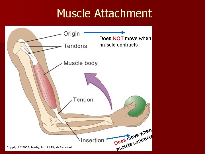 Muscle Attachment Does NOT move when muscle contracts hen w ove racts m t