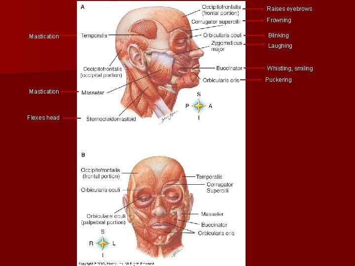 Raises eyebrows Frowning Mastication Blinking Laughing Whistling, smiling Puckering Mastication Flexes head 