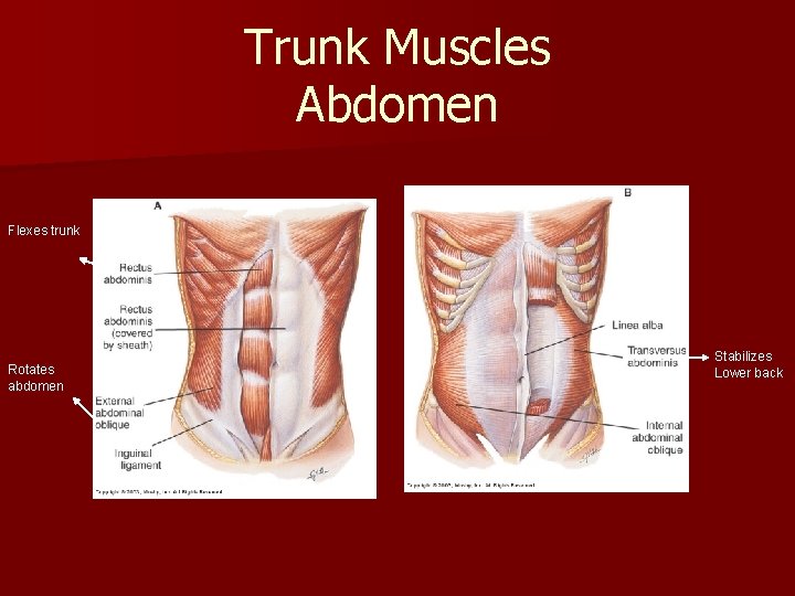 Trunk Muscles Abdomen Flexes trunk Rotates abdomen Stabilizes Lower back 