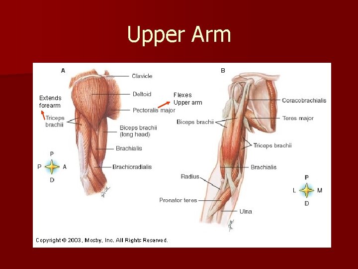 Upper Arm Extends forearm Flexes Upper arm 