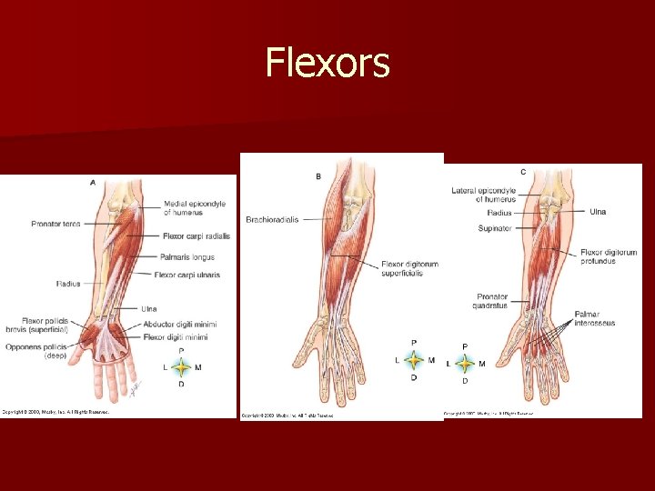 Flexors 