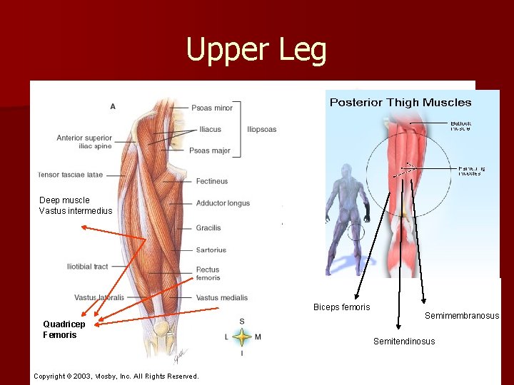 Upper Leg Deep muscle Vastus intermedius Biceps femoris Quadricep Femoris Semimembranosus Semitendinosus 