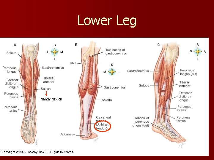 Lower Leg Plantar flexion 