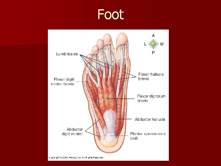 Foot 